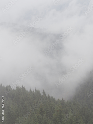 Carpatian mountains fog and mist at the pine forest