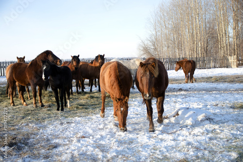 horses walk in the winter