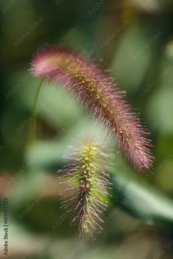 dandelion, flower, nature, plant, green, cactus, macro, seed, spring, summer, white, flora, seeds, grass, weed, close-up, closeup, field, wind, garden, meadow, detail, botany, thistle, multiple exposu dandelion, flower, nature, plant, green, cactus, macro, seed, spring, summer, white, flora, seeds, grass, weed, close-up, closeup, field, wind, garden, meadow, detail, botany, thistle, multiple exposu