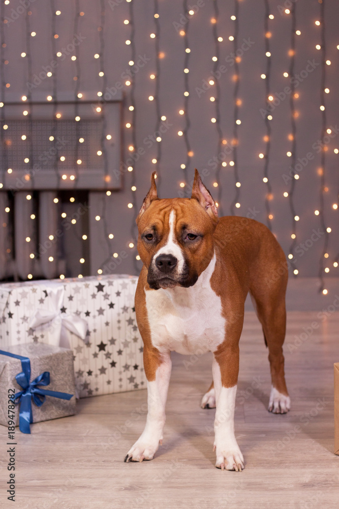 American staffordshire terrier puppy is standing near the fairy lights. Pet animals. Eight month old.