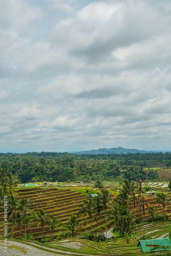 Rice terraces in Bali. Young rice, clear weather. Side view with copy space