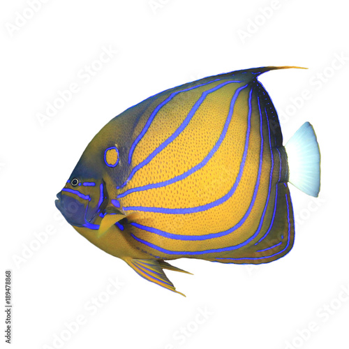 Bluering Angelfish tropical reef fish isolated on white background, 