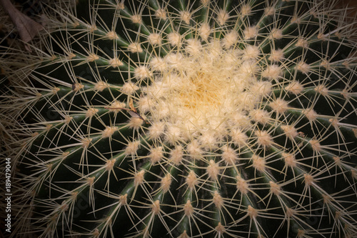 Beautiful flowers and Catus 