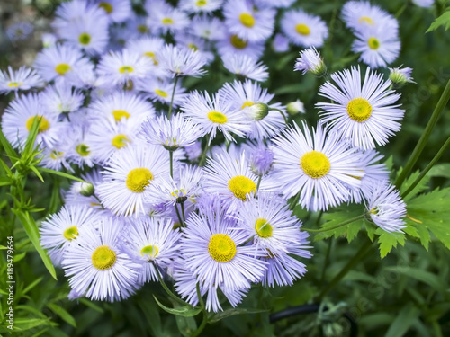 Aspen fleabane flowers  Erigeron speciosus 