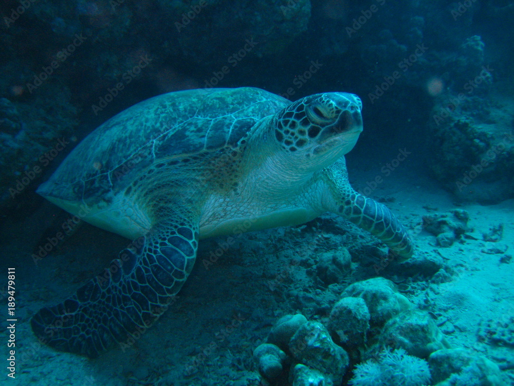Fototapeta premium Meeresschildkröte