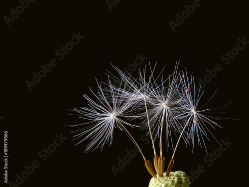 Fototapeta Naklejka Na Ścianę i Meble -  dandelion seeds