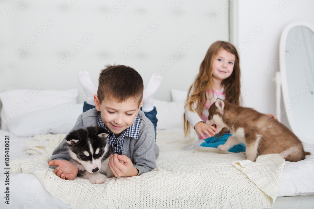two happy children brother and sister hugging with the puppy husky dogs in the home