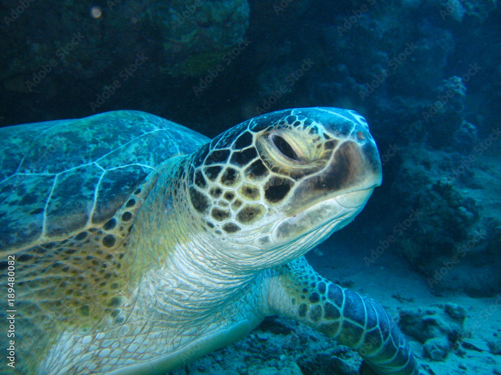 Fototapeta premium Meeresschildkröte