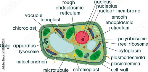 Plant cell structure with titles photo