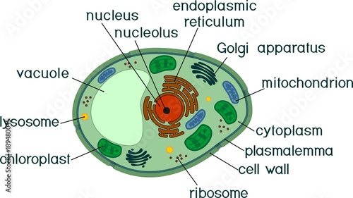 Plant cell structure with titles