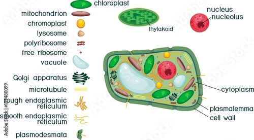 Plant cell structure with titles and different organelles photo