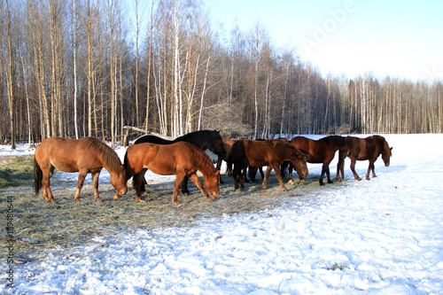 horses walk in the winter © vladimirvu