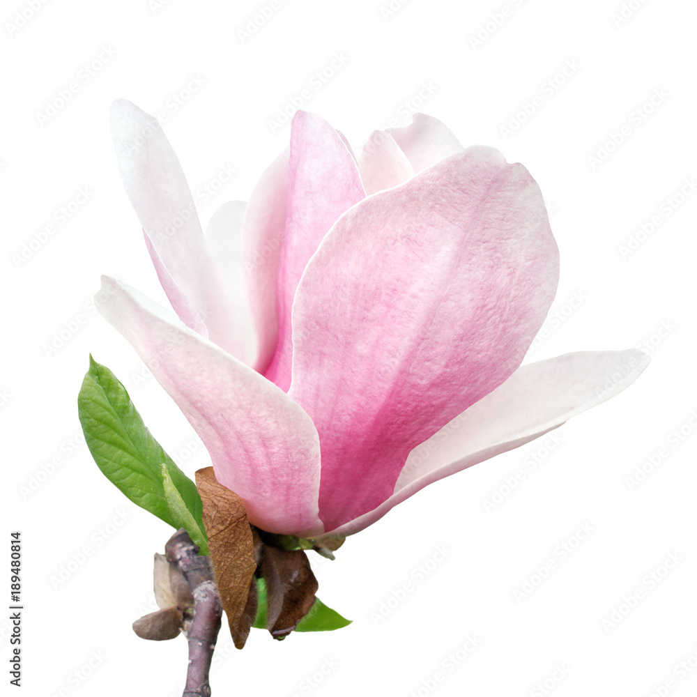 Fototapeta premium tender spring pink magnolia flower isolated on white background