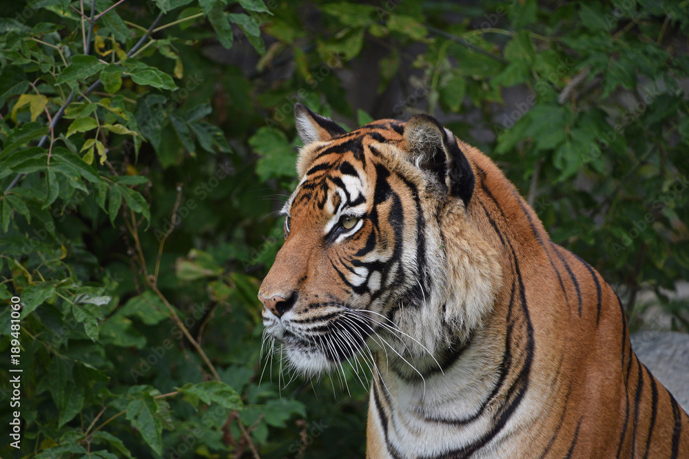 Fototapeta premium Bliska portret po stronie tygrysa indochińskiego