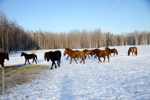 horses walk in the winter