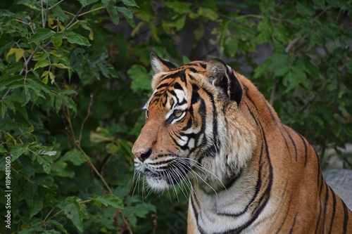 Close up side portrait of Indochinese tiger