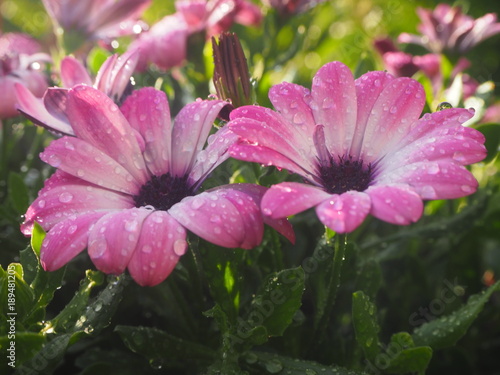 Margeriten nach  Regenguss....