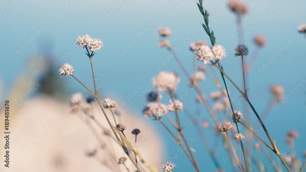 The rope on long hanging bridge over the abyss with flower on a foreground on top of the mountain. 3840x2160, slow motion. The rope on long hanging bridge over the abyss with flower on a foreground on top of the mountain. 3840x2160, slow motion.
