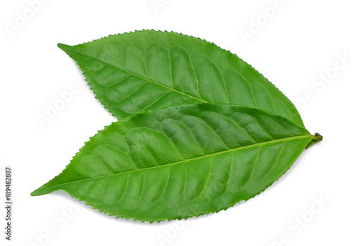  green tea leaves isolated on white background