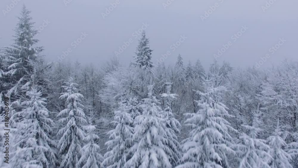 Above the Frozen Forest -Winter Above the Frozen Forest -Winter