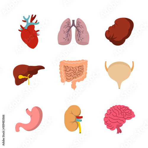 Human internal organ icon set, flat style