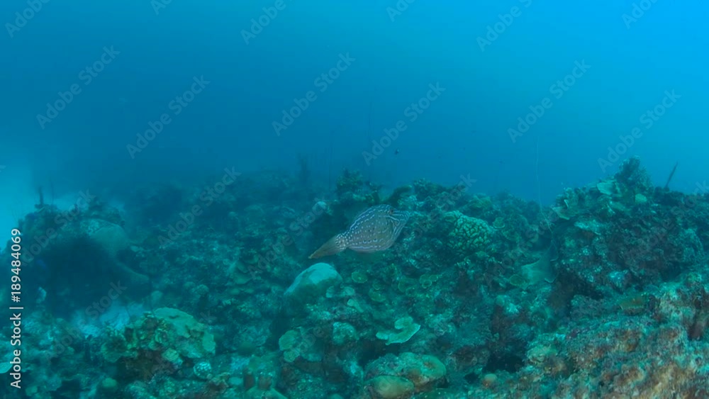 coral life caribbean sea Bonaire island underwater diving 1080P video coral life caribbean sea Bonaire island underwater diving 1080P video