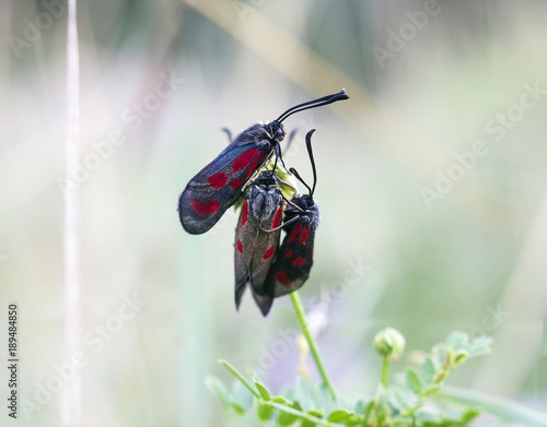 Mating of Zygaena trifolii butterflies on plant photo