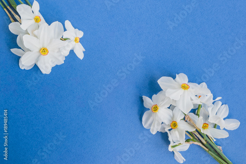 White daffodils on a blue background