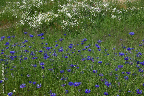 letnia łąka pełna niebieskich chabrów