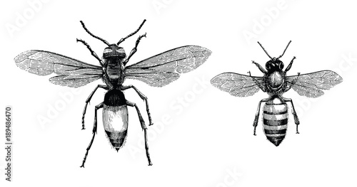 Bee and Wasp hand drawing vintage engraving illustration isolate on white background
