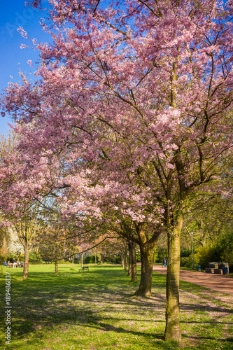 Beautiful trees in the park in spring