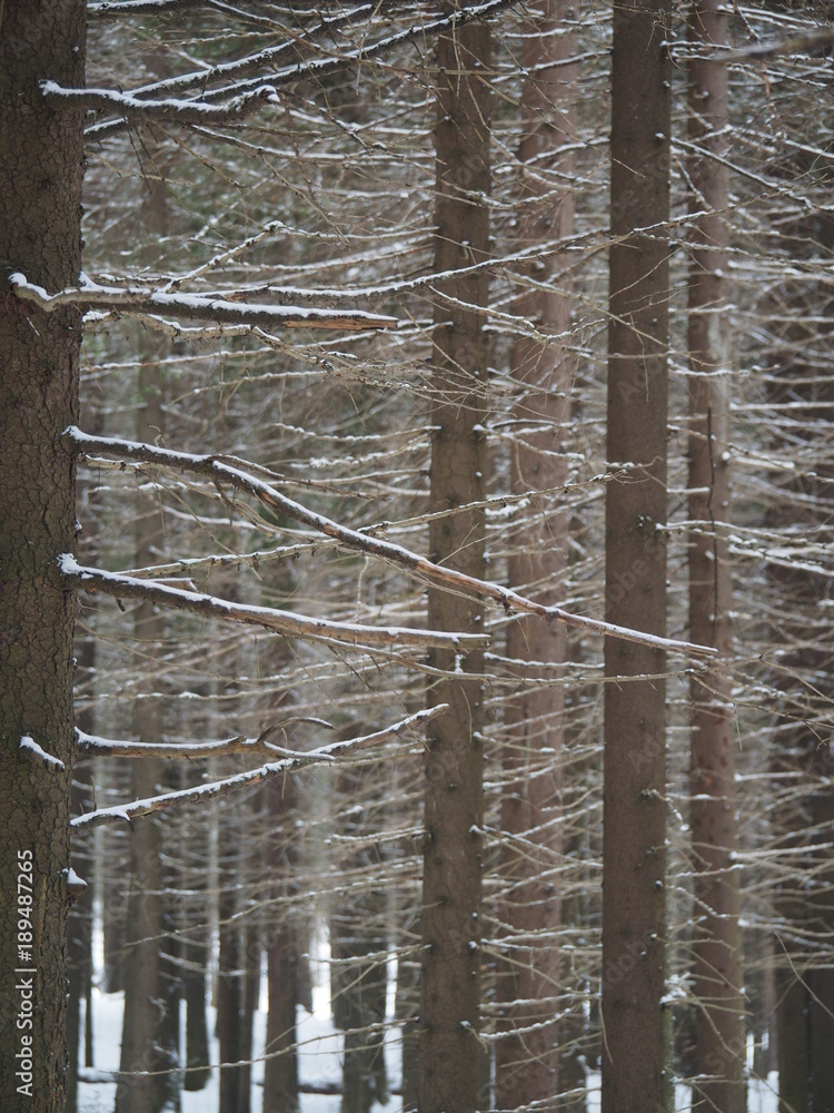 custom made wallpaper toronto digitalspruce forest in winter