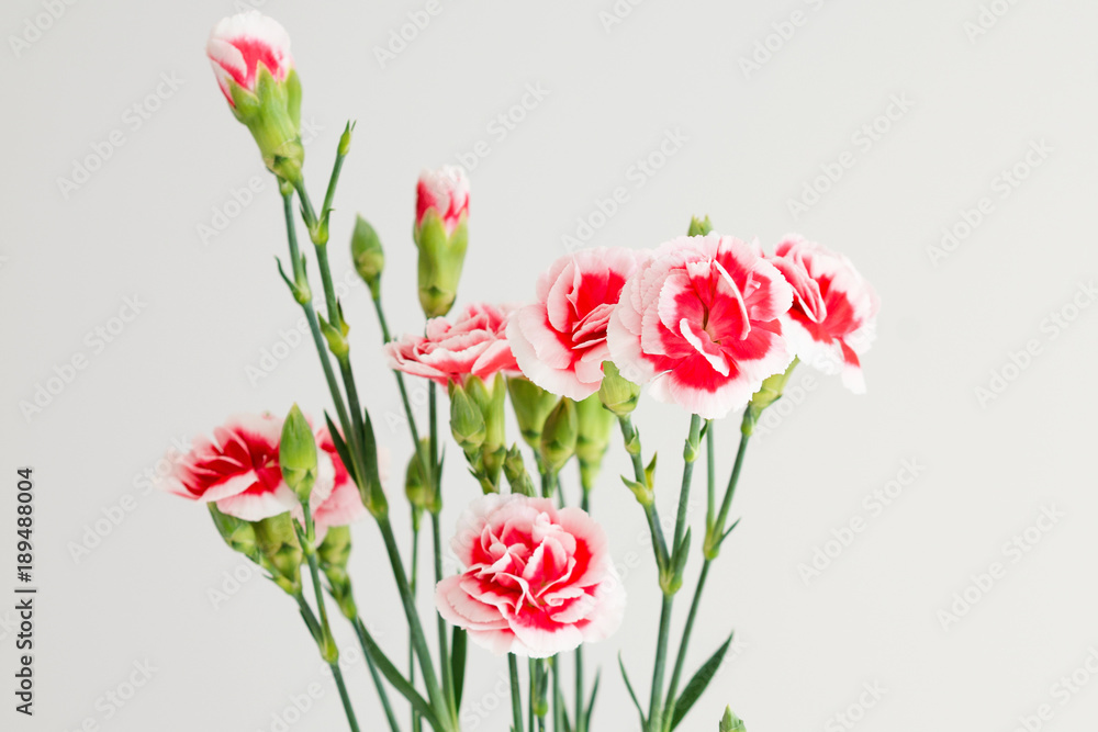 Carnation flowers on white background Carnation flowers on white background