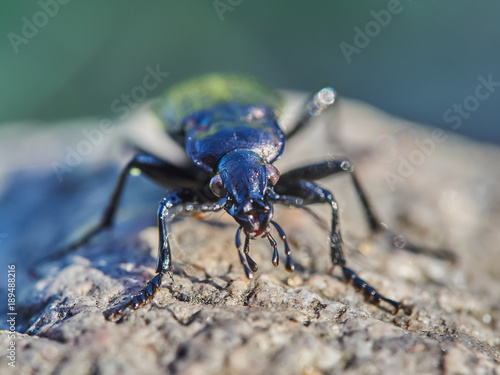 Carabidae in the forest