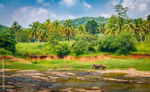 Obraz na płótnie Pinnawala Elephant Orphanage. Two elephants walking in the river, Sri Lanka w salonie