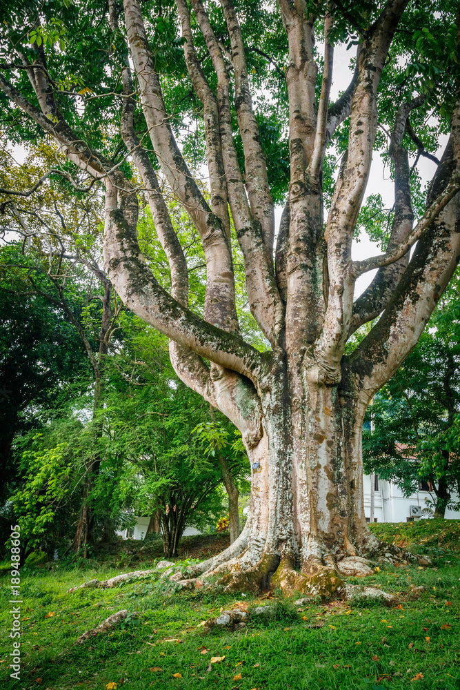 Ficus benjamina - tree with long branches in polonnaruwa, Sri Lanka Ficus benjamina - tree with long branches in polonnaruwa, Sri Lanka
