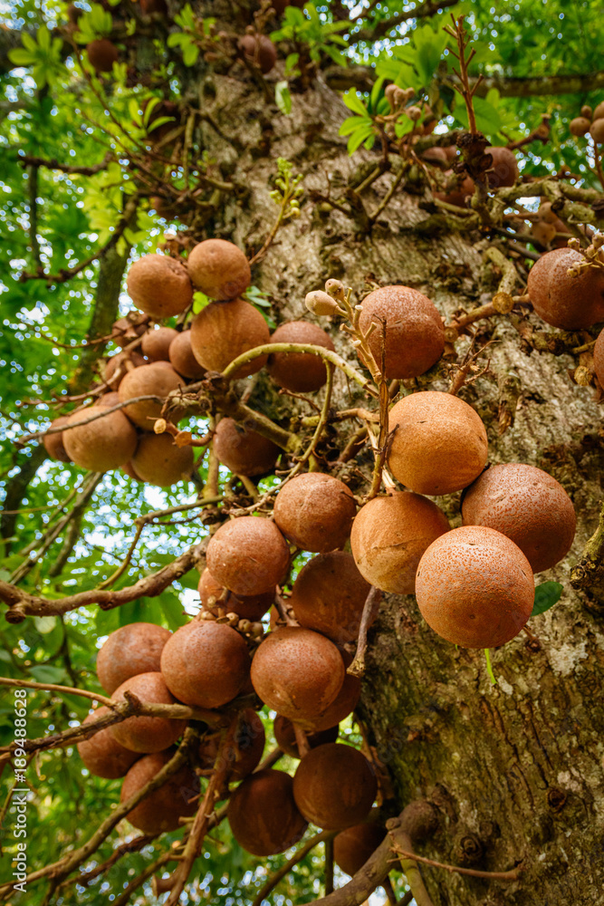 Coconut pile on the tree, Kandy, Sri Lanka Coconut pile on the tree, Kandy, Sri Lanka