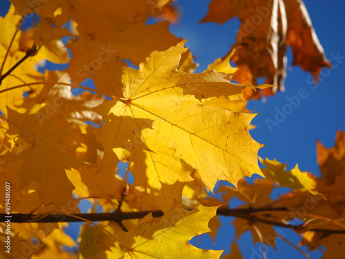 yellow maple leaves on a tree
