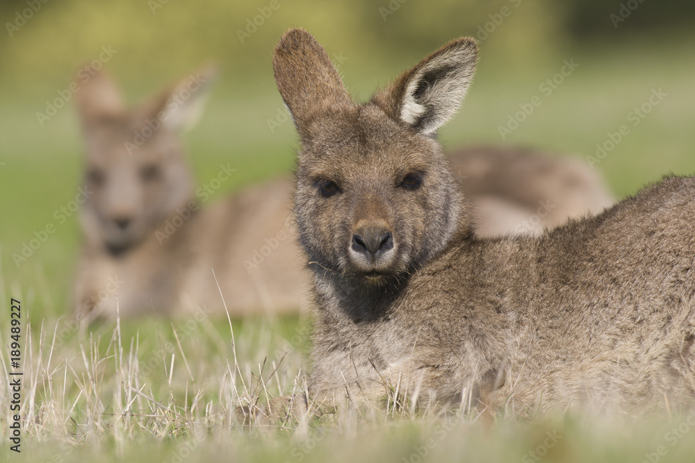 Fototapeta premium Kangourou gris