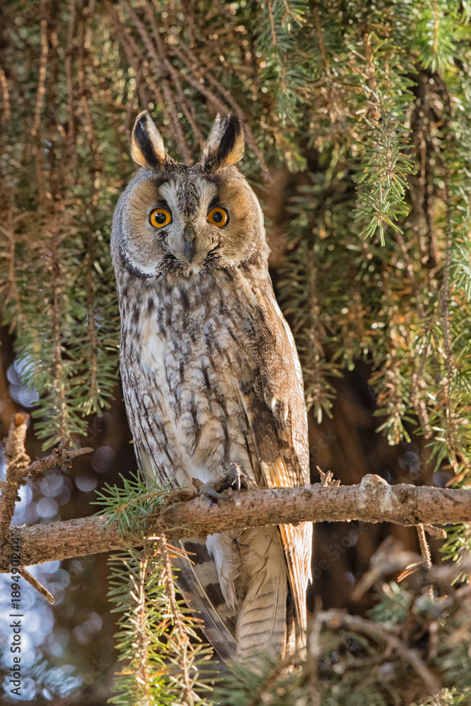 Obraz premium Long-eared owl