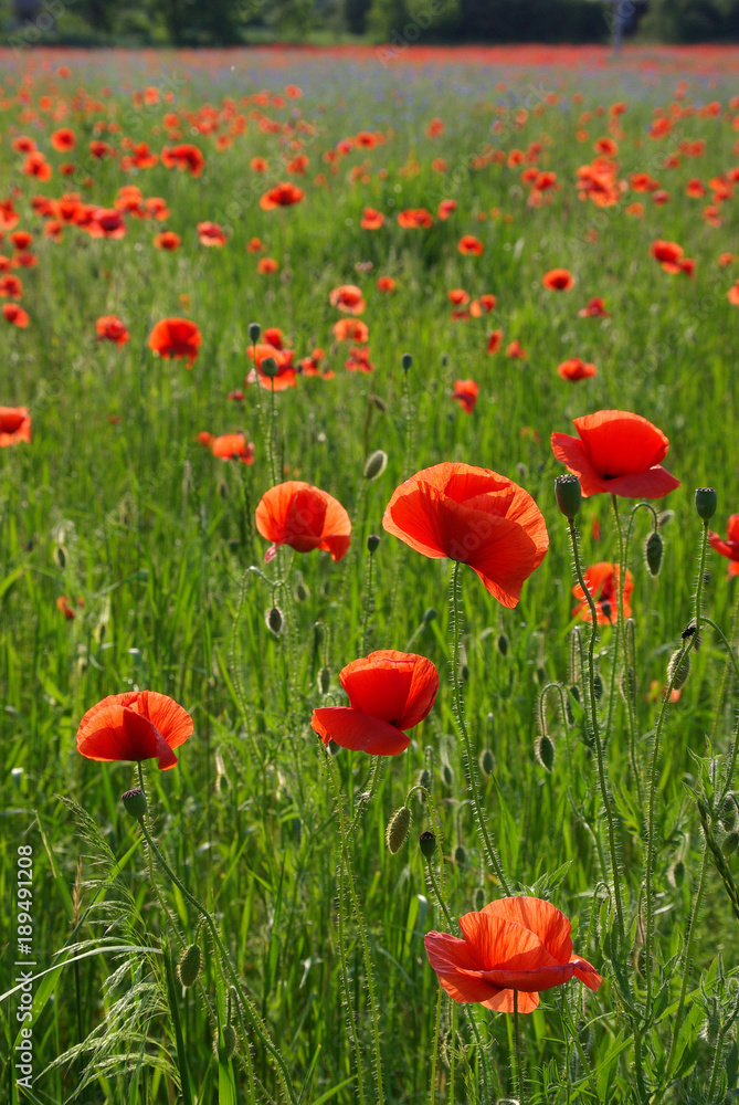 Fototapeta premium czerwone maki na łące