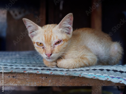 Brown and white stray kitten in temple showing relaxation and no bother in gray concrete background