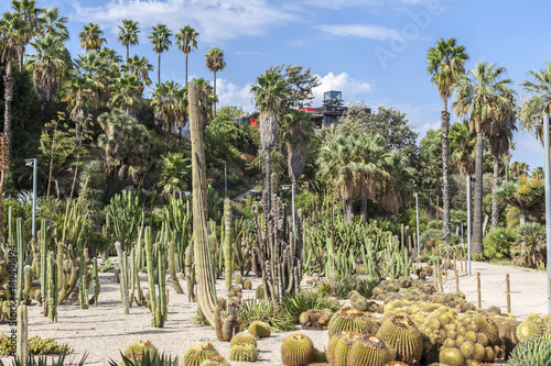 Photography Gardens, jardins Mossen Costa i LLobera, specialized in cactus, montjuic park, Barcelona