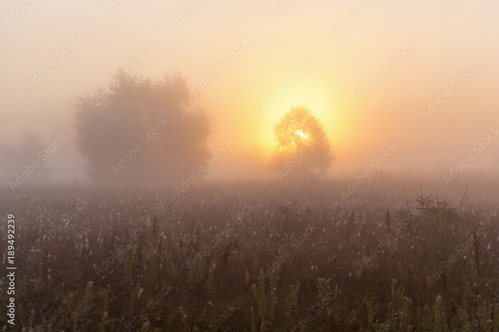 Fantastic foggy field with fresh green grass in the sun. The sun is beating on wood. Dramatic colorful landscapes. Europe. World of beauty.