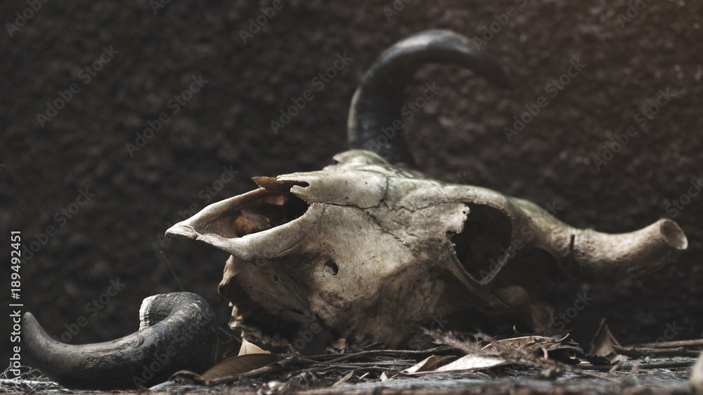 skull of a bull on a black wall background. selective focus