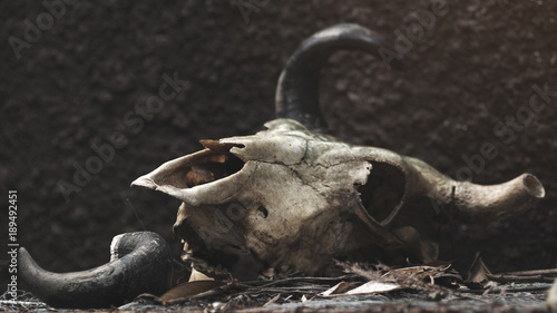 Obraz na płótnie skull of a bull on a black wall background. selective focus w salonie