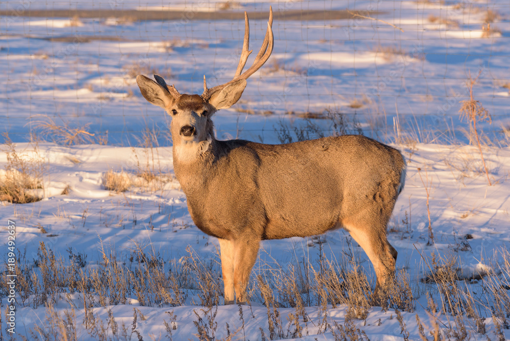 Obraz premium One Antlered Mule Deer Buck - Wild Deer on the High Plains of Colorado