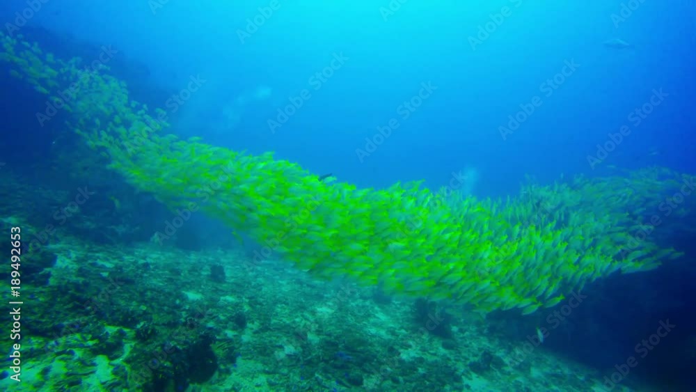Underwater coral reef and fish Underwater coral reef and fish