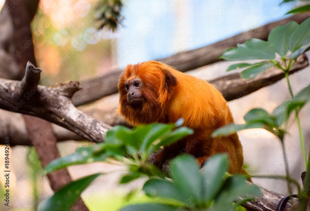 Golden lion tamarin (Leontopithecus rosalia) Golden lion tamarin (Leontopithecus rosalia)