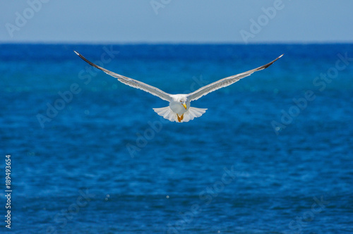 Flying white seagull against sea background.